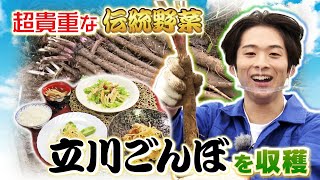 【未公開カットも！！】澤本夏輝が会津伝統野菜立川ごんぼを収穫！