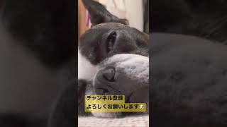 出かけた次の日も眠くて眠くて仕方ない💤 #shorts