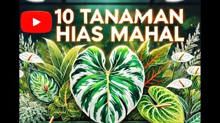 Download lagu Ini 10 Tanaman Hias Mahal yang Bikin Kolektor Tergila-gila di Februari 2025! mp3
