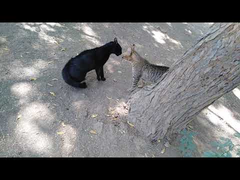 Cat arguing at chemistry canteen University of karachi