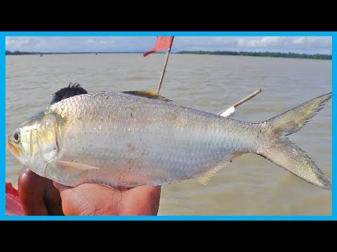 Amazing Fast Hilsa Fishing Skill (PART 38) - Catching Hilsa Fish Big on the Sea