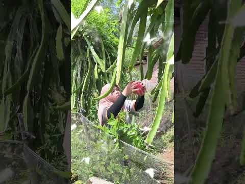 Today's Garden Fortune #jackfruit #papaya #dragonfruit #gardenproducts #gardening #fruit #plantin...