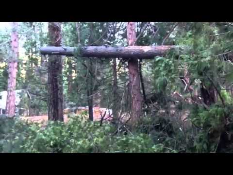 Home damaged by strong winds, fallen tree