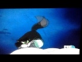 Horse Butt In Cinderella
