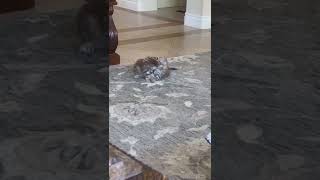 Highland Lynx Cats Videos