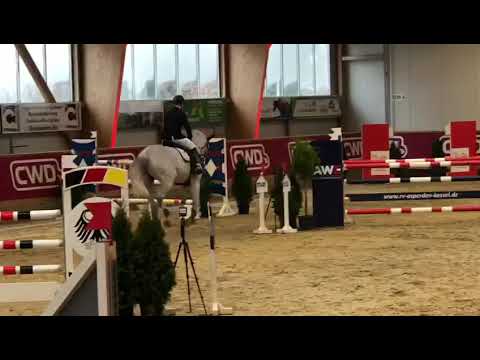 SOLD Call me Claus 10 y/o gleding by Cancara X Ludwig von Bayern placed up to 140