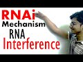 RNAi RNA Interference Mechanism