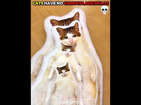 Cats have no camouflage skills ☠️ #shorts