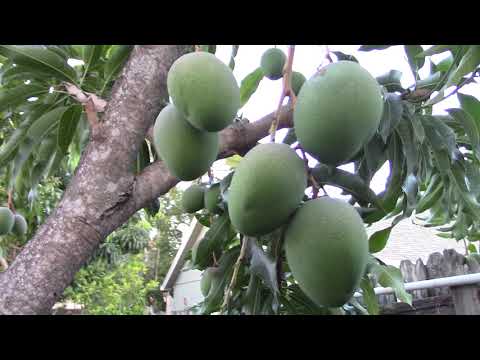 ‎Mango 2019 Too heavy fruits GLENN MANGO fruit tree - homegrown mango in Florida | Garden Q MVI 2118