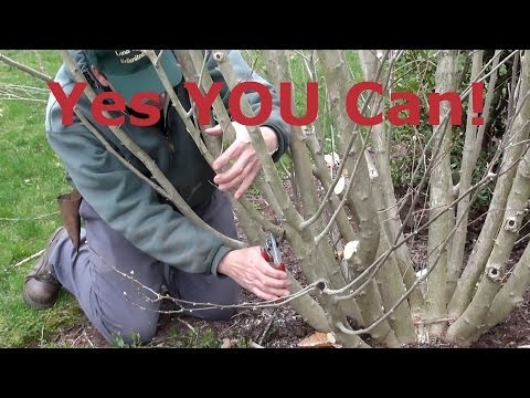 How to Prune Rose of Sharon (Hibiscus syriacus)