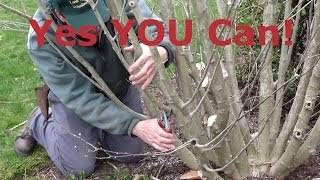 How to Prune Rose of Sharon (Hibiscus syriacus)