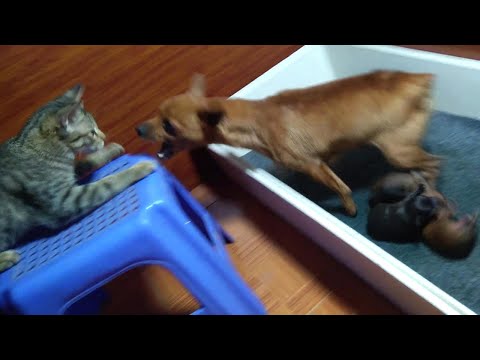 Mother Dog Attacks Cats to Protect Newborn Puppies