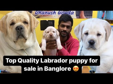 TOP QUALITY LABRADOR PUPPY FOR SALE IN BANGLORE |DHANUSH GOWDA|9353268076 #dogs #banglore #labrador