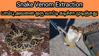 Snake Milk Harvesting | பாம்பு அவனை கடிச்சா முடிஞ்சுது | Tamil | SIMPLE WORLD