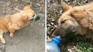 The story of the dog was hit by bullets and had an accident while runnin...