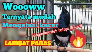 Download lagu cara mengatasi merawat kacer lambat panas lambat emosi mp3