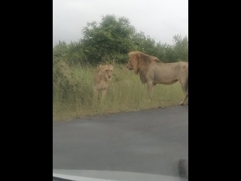 Paul Mofokeng Animal Pictures & Videos - Lions Mating @ KNP Jan 2022