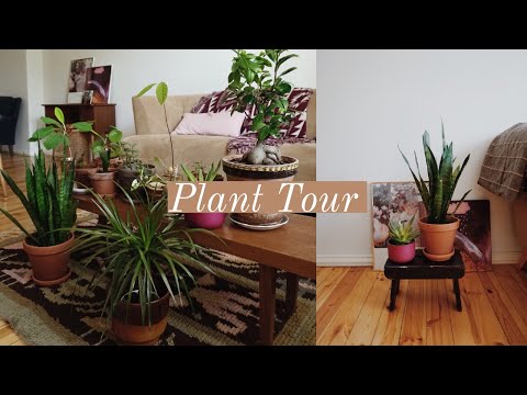 Houseplant Tour | Summer 2018