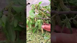 Download lagu petani cerdas ini petik tanaman andalas tanpa alat #shorts mp3