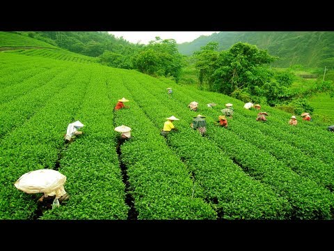 download lagu mp3 mp4 Darjeeling Tea Plant, download lagu Darjeeling Tea Plant gratis, unduh video klip Darjeeling Tea Plant