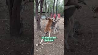 Kangaroo WWE Brawl