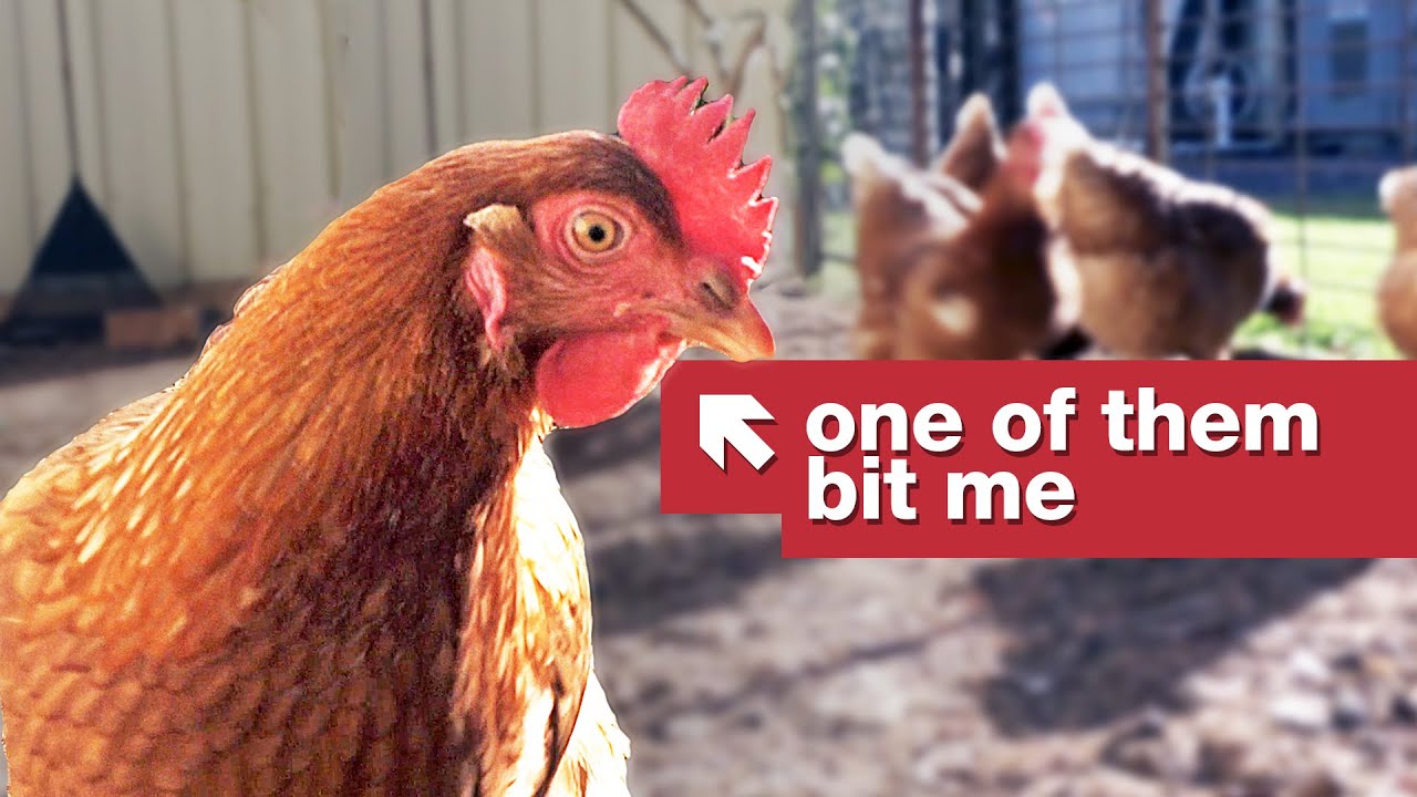 <h1 class=title>These chickens save lives.</h1>