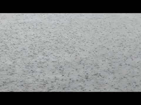 পুকুরের পানিতে বৃষ্টির ফোঁটা