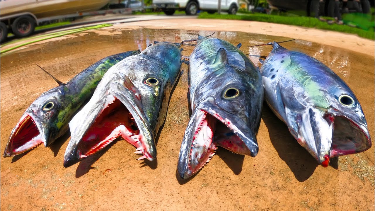 Offshore Trolling for the EASIEST FISH to Catch! ft. Lures That Catch Fish (Stuart Florida Fishing)