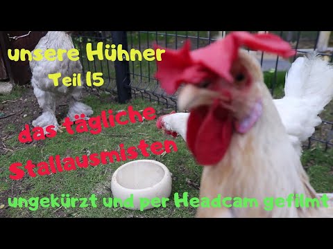 unsere Hühner - Teil 15: das tägliche Stallausmisten