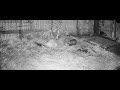 Badger Breaks Up A Fight Between Two Foxes
