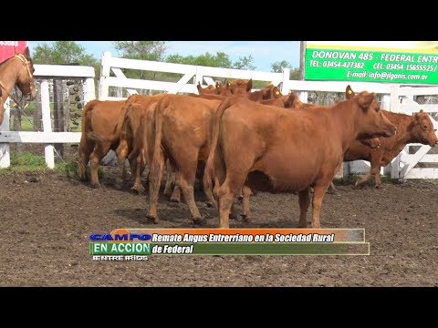 Remate Angus Entrerriano 2019 - Marcelo Marnetto