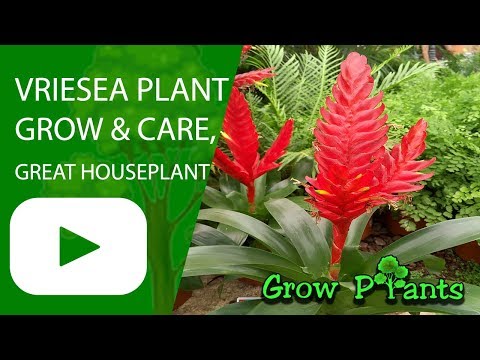 , title : 'Vriesea - grow & care, great houseplant'