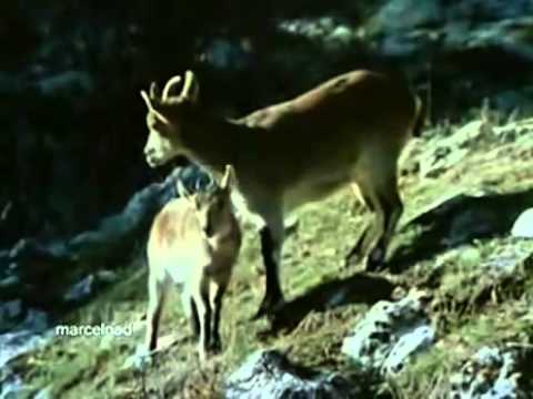 Eagle kills Goats - aquila uccide le capre