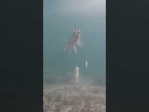 Perch Frenzy Ice Fishing