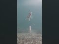 Video Thumbnail for Perch Frenzy Ice Fishing