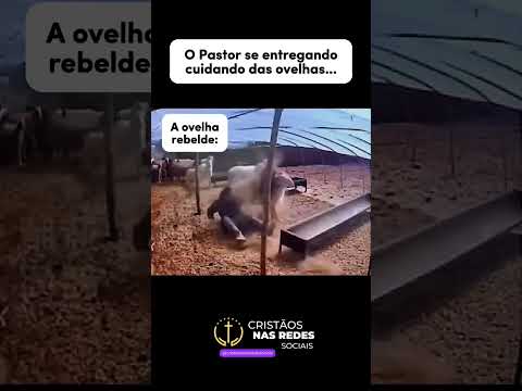 O Pastor se entregando cuidando das ovelhas..A Ovelha rebelde: 🤣🤣🤣🤣