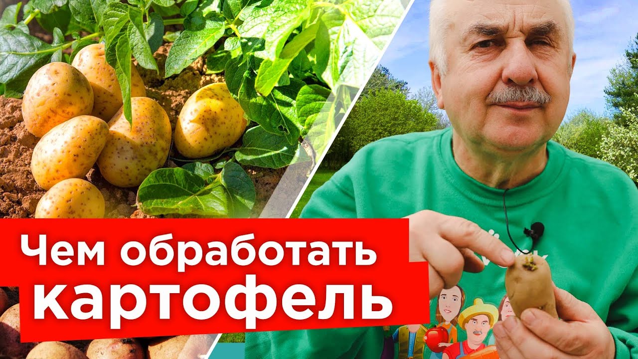 На моем КАРТОФЕЛЕ НЕТ НИ ЖУКОВ, НИ БОЛЕЗНЕЙ, а все потому, что обрабатываю картофель до посадки так! На моем КАРТОФЕЛЕ НЕТ НИ ЖУКОВ, НИ БОЛЕЗНЕЙ, а все потому, что обрабатываю картофель до посадки так!