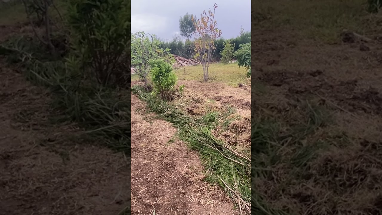 Beginning of Syntropic Agroforestry