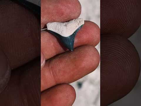 Finding fossil shark teeth in an ancient dried up ocean