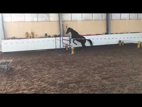 Trakehner mare Edel Princes by Preussenprinz x Enrike - 25.11.2017