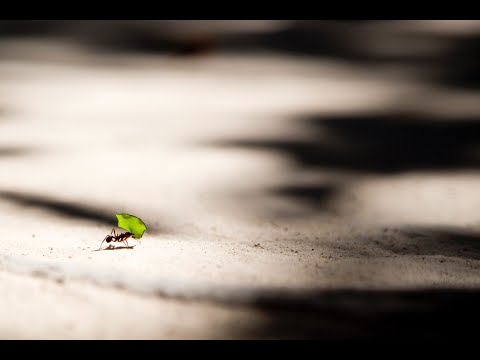 Gocce di nardo - NIENTE È TROPPO POCO - Venerdì 24 Aprile 2020