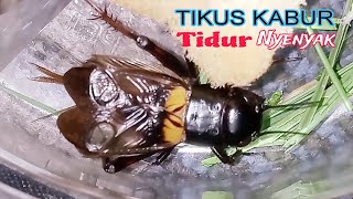 Download lagu Suara Jangkrik malam hari || jangkrik  pengusir tikus mp3