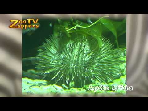 ZooZappers - Aquatic Affairs