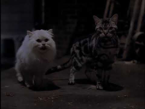 "One Hundred and One Cats" Part 9 - The Twilight Meow