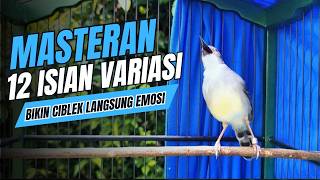 Download lagu Suara CIBLEK KRISTAL Gacor Ngebren 12 Variasi Mewah Untuk MASTERAN BURUNG Ciblek Semi dan Pancingan mp3