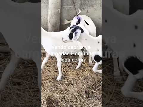 vendo cabras ya cargadas Honduras tocoa colon 97371133