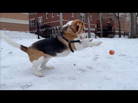 Oliver is back to his old tricks