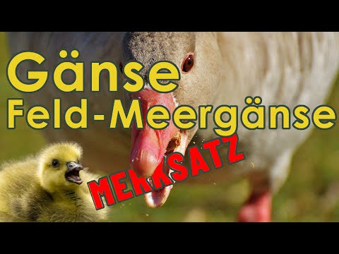 Gänse nennen -  Merksatz für Jägerprüfung (Feldgänse und Meergänse)
