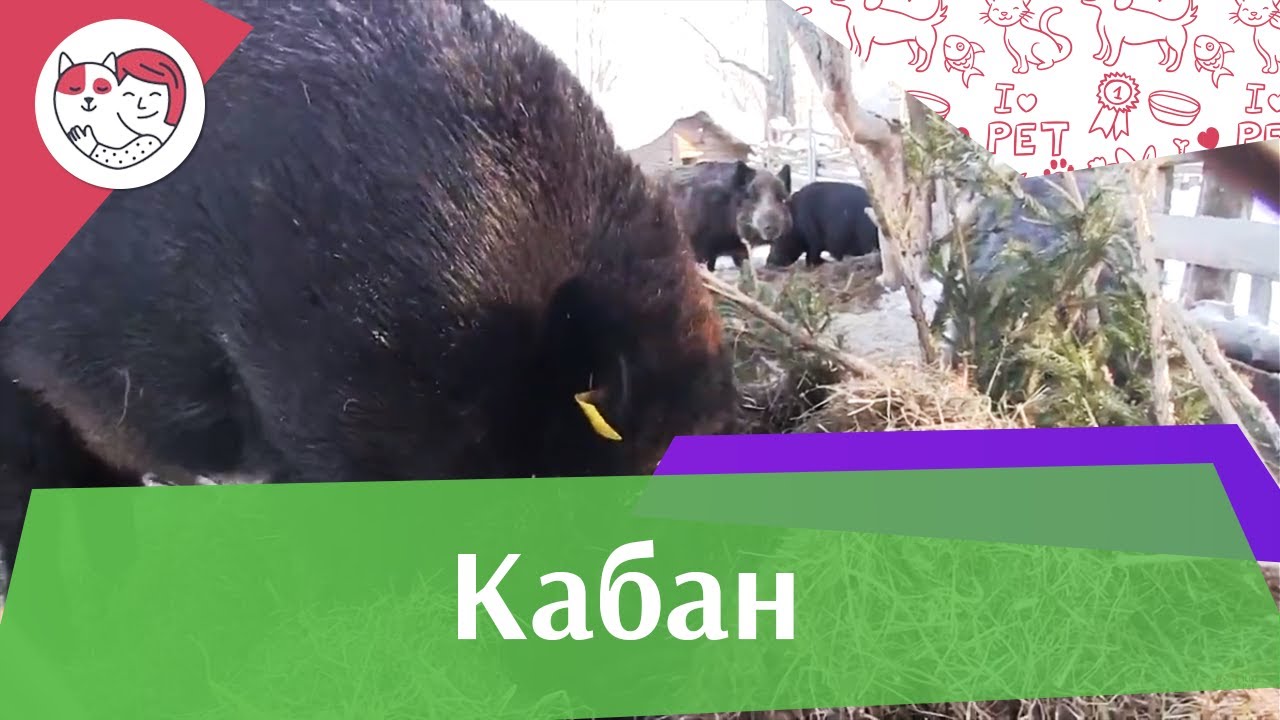 Кабан Образ жизни на ilikepet