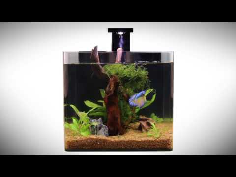 4-Gallon Betta Fish Tank Set With Accessories